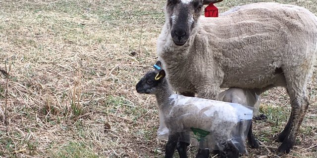 "Wir testen Lammregenjacken, da es in den nächsten Tagen kalt wird", schreibt Farmerin Liesel Kennedy. (Bild Twitter)