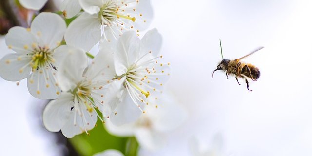 Zum Schutz von Bienen können alle Beteiligten etwas tun, Imker, Bauern und Forscher. (Bild Pixabay)