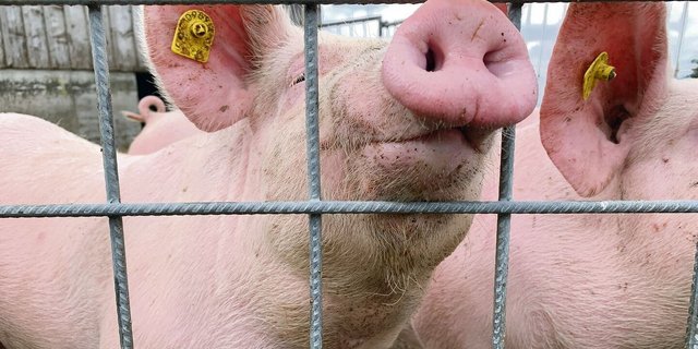 Schweine brachten wenig Scheine. Ein guter Riecher für bessere Erlöse reicht nicht. Wer aber seine wirtschaftlichen Kennzahlen kennt, kann seinen Betrieb optimieren. 