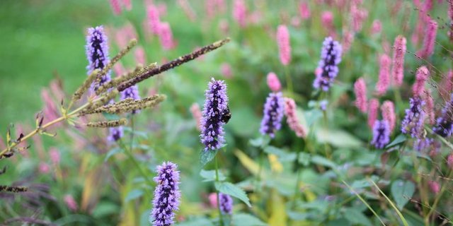 Mehr Biodiversität fordert eine kantonale Initiative. (Bild lid / ji)