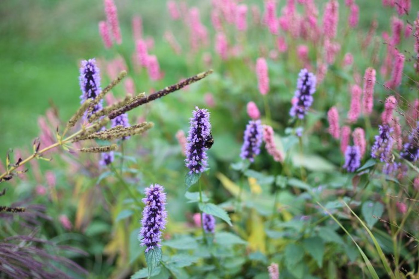 Mehr Biodiversität fordert eine kantonale Initiative. (Bild lid / ji)