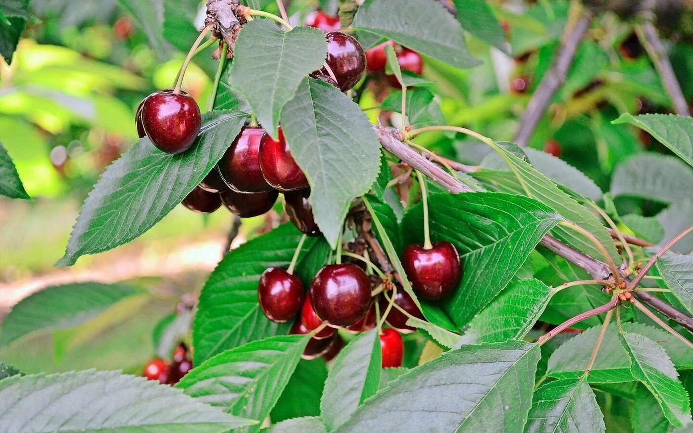 Die Kirschenproduzenten dürfen sich freuen: Aktuell wird in der gesamten Schweiz mit einer mengenmässig und qualitativ guten Ernte gerechnet. 