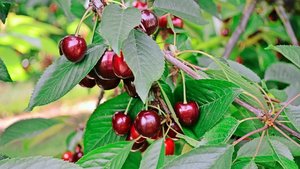 Die Kirschenproduzenten dürfen sich freuen: Aktuell wird in der gesamten Schweiz mit einer mengenmässig und qualitativ guten Ernte gerechnet. 