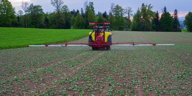 Die Technik ist dieselbe wie beim Ausbringen von Pestiziden, die Spritze enthält allerdings Komposttee. Adrian Rubi setzt den Tee hier als Blattbehandlung in seinen Ackerbohnen im luzernischen Ruswil ein. (Bild Adrian Rubi)