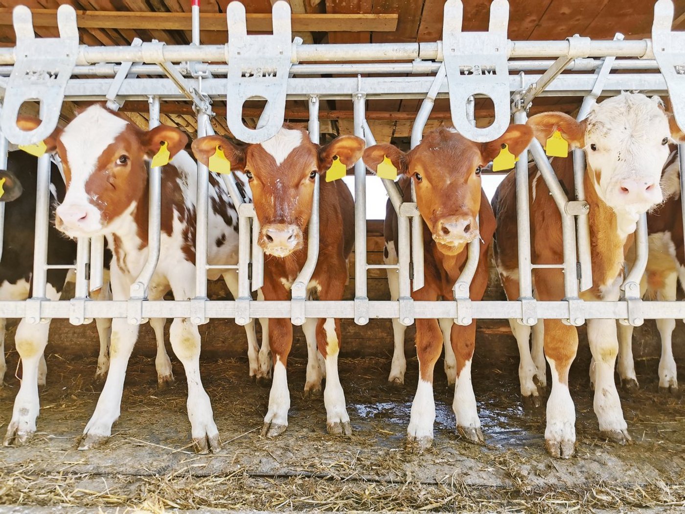 Eine Gruppe roter Herdebuchkälber. Was optisch nicht sichtbar ist, kommt auf dem Abstammungsschein zur Geltung. La Toya (2. v. r.) ist ein C-Tier. Ihre Mutter, ein RH-Rind, wurde im Natursprung von einem SF-Stier belegt. Damit ist La Toya ein Kreuzungsprodukt.   (Bild sb)