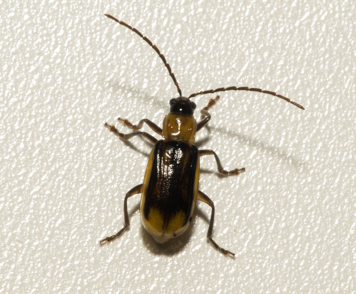 Der westliche Maiswurzelbohrer (Maiswurzelbohrer (Diabrotica virgifera virgifera) gilt als wirtschaftlich gefährlichster Schädling im Mais. (Bild Wikipedia)
