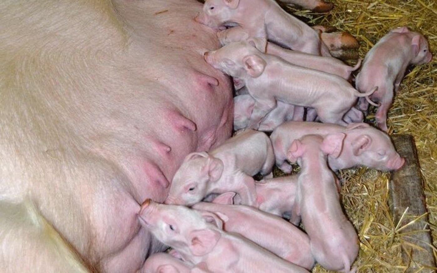 Seit Spätsommer werden weniger Sauen belegt. Dies sollte sich irgendwann auf das Jagerangebot auswirken.