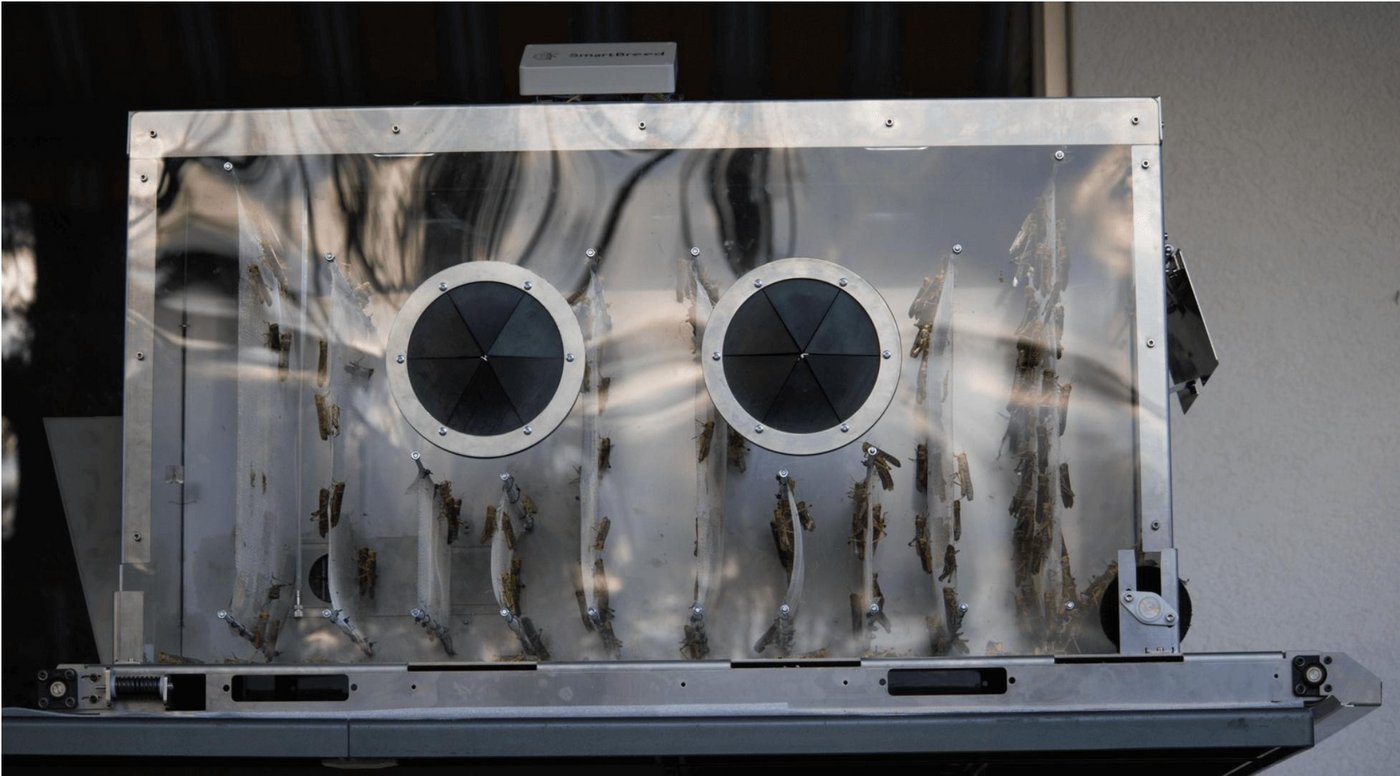 Mit den Zuchtboxen sollen wenige Kilos bis mehrere Tonnen Insekten unkompliziert und lokal direkt beim Kunden produziert werden können. (Bild Klimastiftung Schweiz)