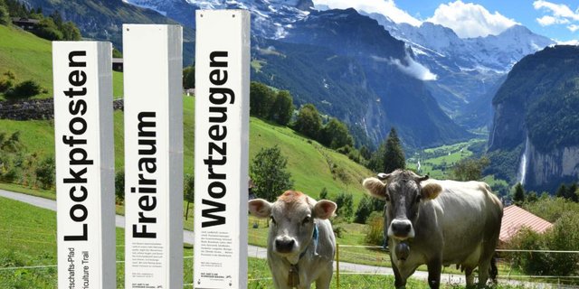 Die Begriffe auf den Pfosten sollen Passanten anlocken und über die Landwirtschaft informieren. (Screenshot landwirtschaft-wengen.ch)