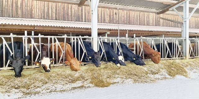 Garstige Zeiten: Eine passende Mineralisierung der Winterration ist die Voraussetzung für eine gesunde und leistungsfähige Mutterkuhherde.