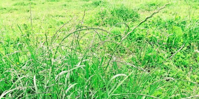 Ein Resultat der schwierigen Wetterlage: Geilstellen mit überständigem Futter.