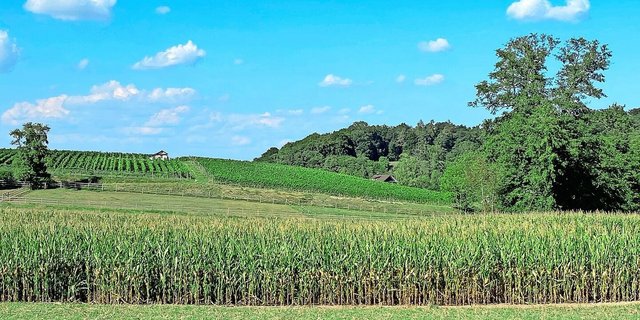 Für eine abschliessende Einschätzung ist es noch zu früh, aber die stehenden Maisbestände sehen gut aus und könnten einen guten Ertrag abliefern, vermuten Experten.