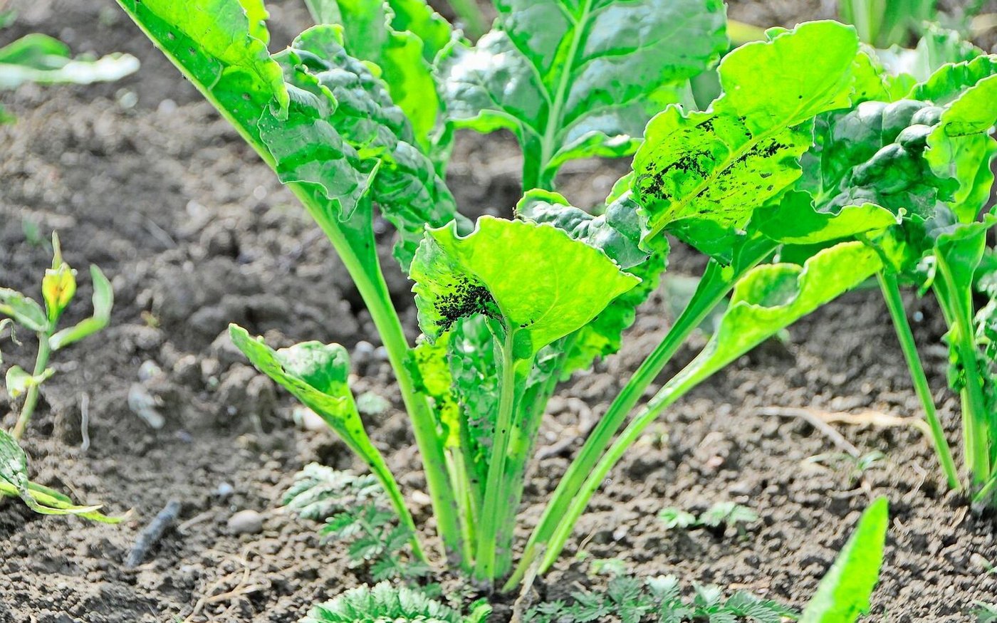 Sowohl die Grüne Pfirsichblattlaus als auch die Schwarze Rübenblattlaus können in Zuckerrüben die viröse Vergilbung übertragen.