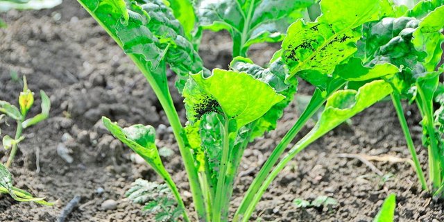 Sowohl die Grüne Pfirsichblattlaus als auch die Schwarze Rübenblattlaus können in Zuckerrüben die viröse Vergilbung übertragen.