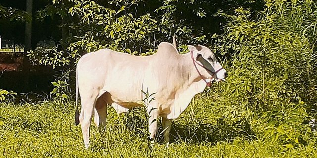 Michèle Huber hält auf ihrem Hof Nelore-Rinder als Fleischrinderrasse, eine Zebuart, die ursprünglich aus Indien stammt und grosse Hitze toleriert. 
