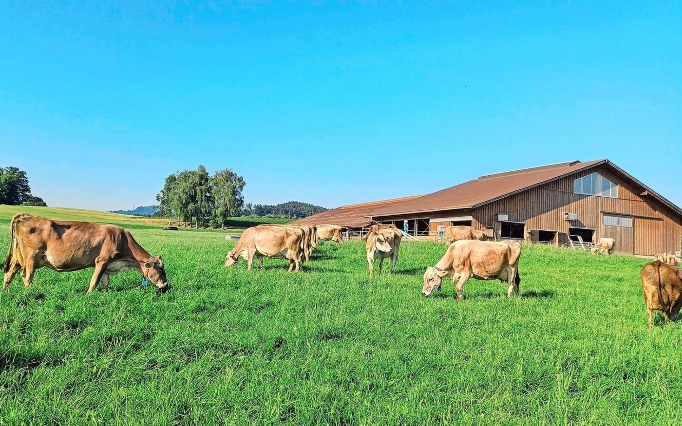 Im Sommer sind die Kühe halbtags auf den Weiden, die rund um den Stall arrondiert sind. Portionenweide hat sich auf dem Betrieb Ammann bewährt. 