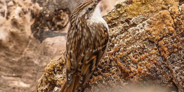 Das braun gefleckte Gefieder am Rücken ist eine gute Tarnung an borkiger Rinde. Die reinweisse Unterseite des abgebildeten Vogels deutet darauf hin, dass es sich um einen Wald- und keinen Gartenbaumläufer handelt.