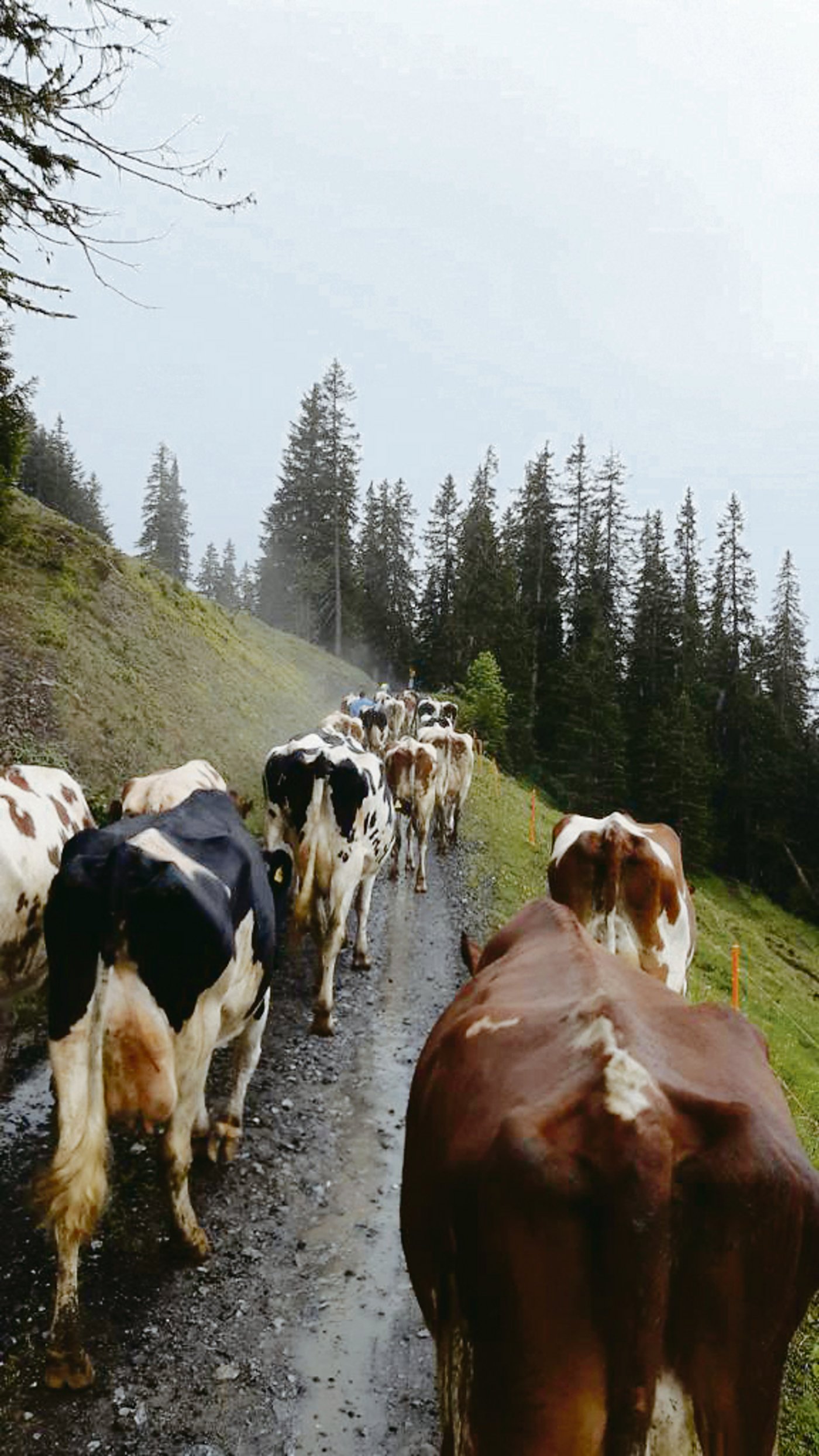 Es ist bald geschafft: Der Weg wird flacher und Dank des Regens laufen die Kühe auch besser als bei Hitze und Sonnenschein.  