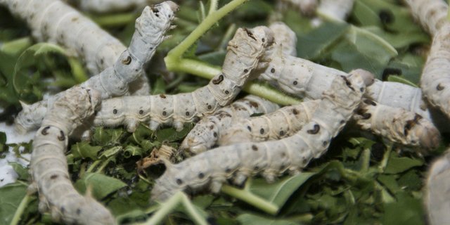 Die Raupen spinnen für swiss silk seit 10 Jahren Rohstoffe für die Seidenproduktion. (lid)