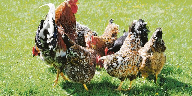 Wie bekleckert: Die unregelmässigen Tupfen an den Flügelspitzen verleihen dem Schwedischen Blumenhuhn einen Hauch von Exotik und verhalfen ihm einst zu seinem Namen. (Bild SLK/Annika Brage)