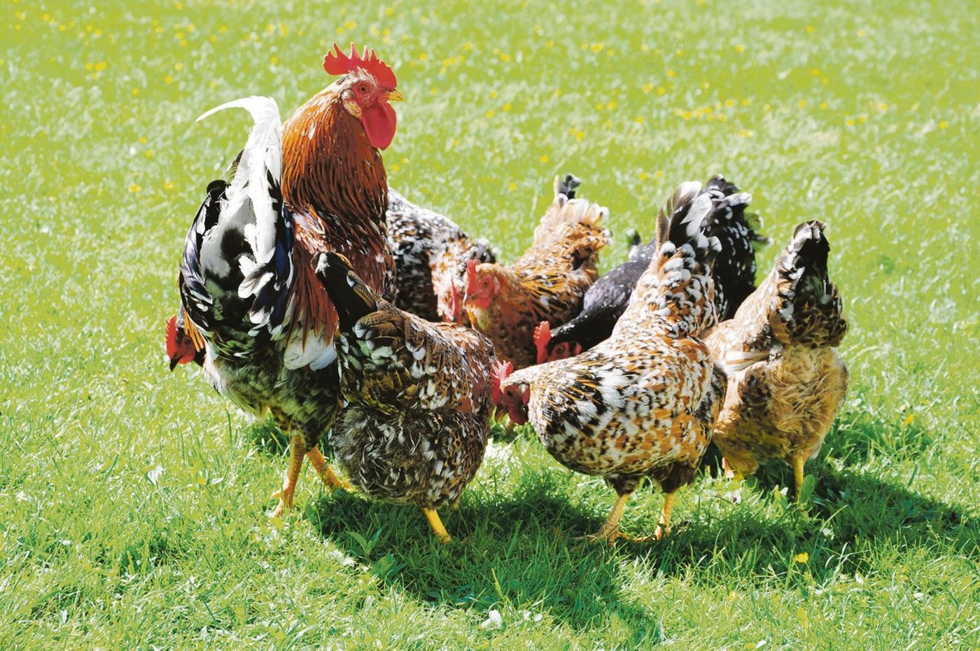 Wie bekleckert: Die unregelmässigen Tupfen an den Flügelspitzen verleihen dem Schwedischen Blumenhuhn einen Hauch von Exotik und verhalfen ihm einst zu seinem Namen. (Bild SLK/Annika Brage)