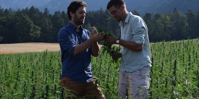 Carlo Weber (links) und Emanuel Schütt von der AlpenPionier AG wollen den Anbau von Speisehanf in der ganzen Schweiz vorantreiben. (Bilder Stefanie Giger)