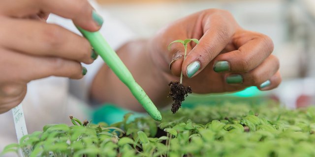 Mit der Zusammenarbeit mit TNC pflanzt Syngenta einen weiteren Setzling seines "Good Growth Plans". Verpflichtungen gibt es aber eigentlich keine. (Bild Syngenta)
