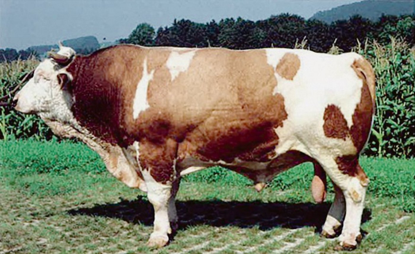 Der Simmentalerstier Zimbo aus der Zucht von Hans Gerber, Oberwil, hatte grossen Einfluss auf die Reinzucht.