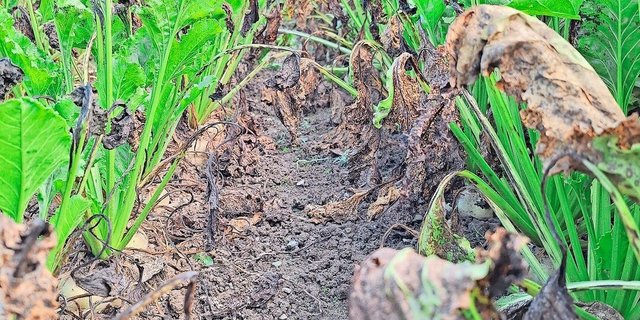 Die schwierigen Bedingungen haben ihre Spuren auch an den Zuckerrüben hinterlassen. Krankheiten wie Cercospora und SBR behindern die Zuckereinlagerung der Rüben.