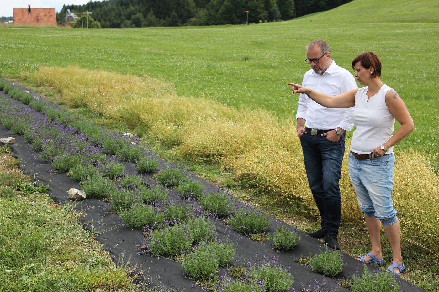 Kräuterproduzentin Raphalea Fässler und Stefan Maegli zwischen Lavendel (vorne) und Kamille.