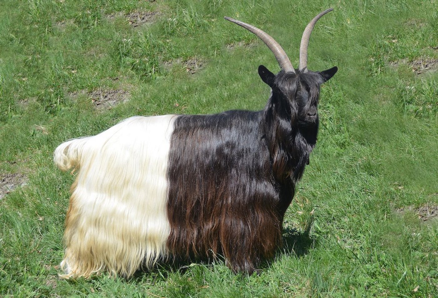 Die Schwarzhalsziegen sind der Grund für die Tumulte unter Ziegenzüchtern. Drei Züchter sollen ihre Tiere manipuliert haben.  (Bild zVg SZZV)