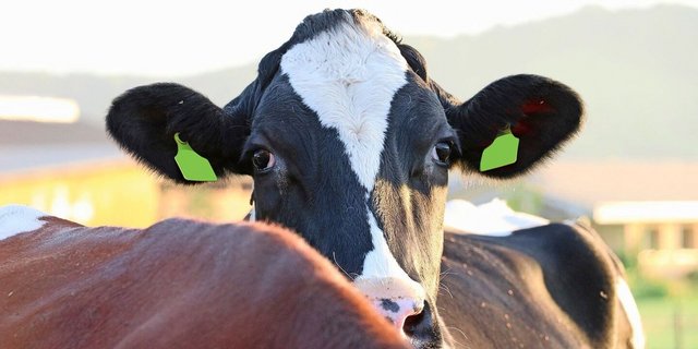 Bereits Tausende von Tieren wurden in Ungarn und der Slowakei aufgrund der MKS gekeult. Auch für die Schweiz besteht ein permanentes Risiko der Seucheneinschleppung. 