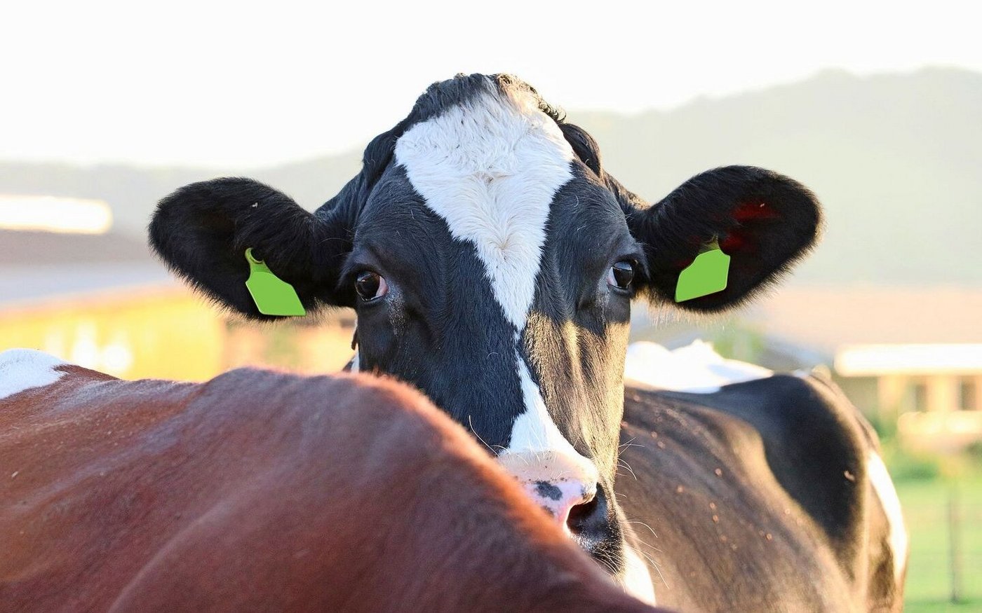 Bereits Tausende von Tieren wurden in Ungarn und der Slowakei aufgrund der MKS gekeult. Auch für die Schweiz besteht ein permanentes Risiko der Seucheneinschleppung. 