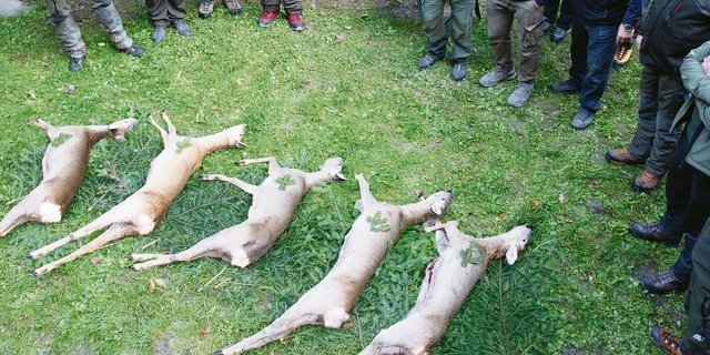 Werden genügend Wildtiere zur Walderhaltung erlegt? Jäger und Forstleute sind sich darüber uneinig. 