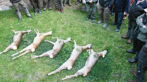 Werden genügend Wildtiere zur Walderhaltung erlegt? Jäger und Forstleute sind sich darüber uneinig. 