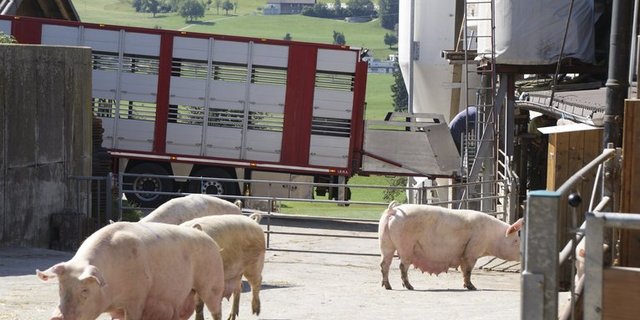 Abladen der Sauen auf dem Deckbetrieb. (Bilder mg)