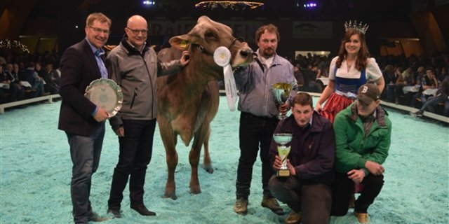 Assmira (hier bei ihrem Abteilungssieg) wurde zur Braunvieh-Champion gekürt. V.l.n.r.: Toni Brunner, Nicolo Paganini, Besitzer Danilo Taddei mit seinen Söhnen und Ehrendame Anita Wagner. (Bilder Stefanie Giger)