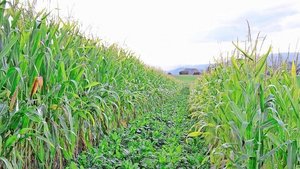 Zwei Hauptkulturen a Zwei Hauptkulturen auf demselben Schlag: Hier soll der Mais als Barriere die Zuckerrüben vor krankheitsübertragenden Insekten schützen.