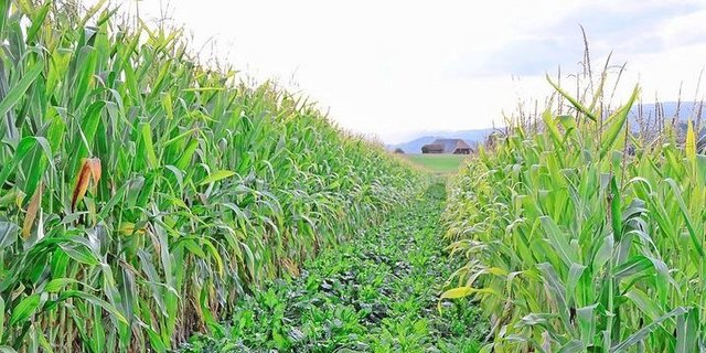 Zwei Hauptkulturen auf demselben Schlag: Hier soll der Mais als Barriere die Zuckerrüben vor krankheitsübertragenden Insekten schützen.