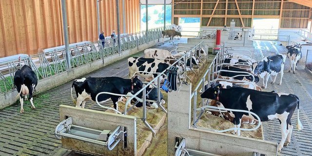 Im Stall mit viel Tierwohl stehen je zur Hälfte Holstein- und Red-Holstein-Kühe. 