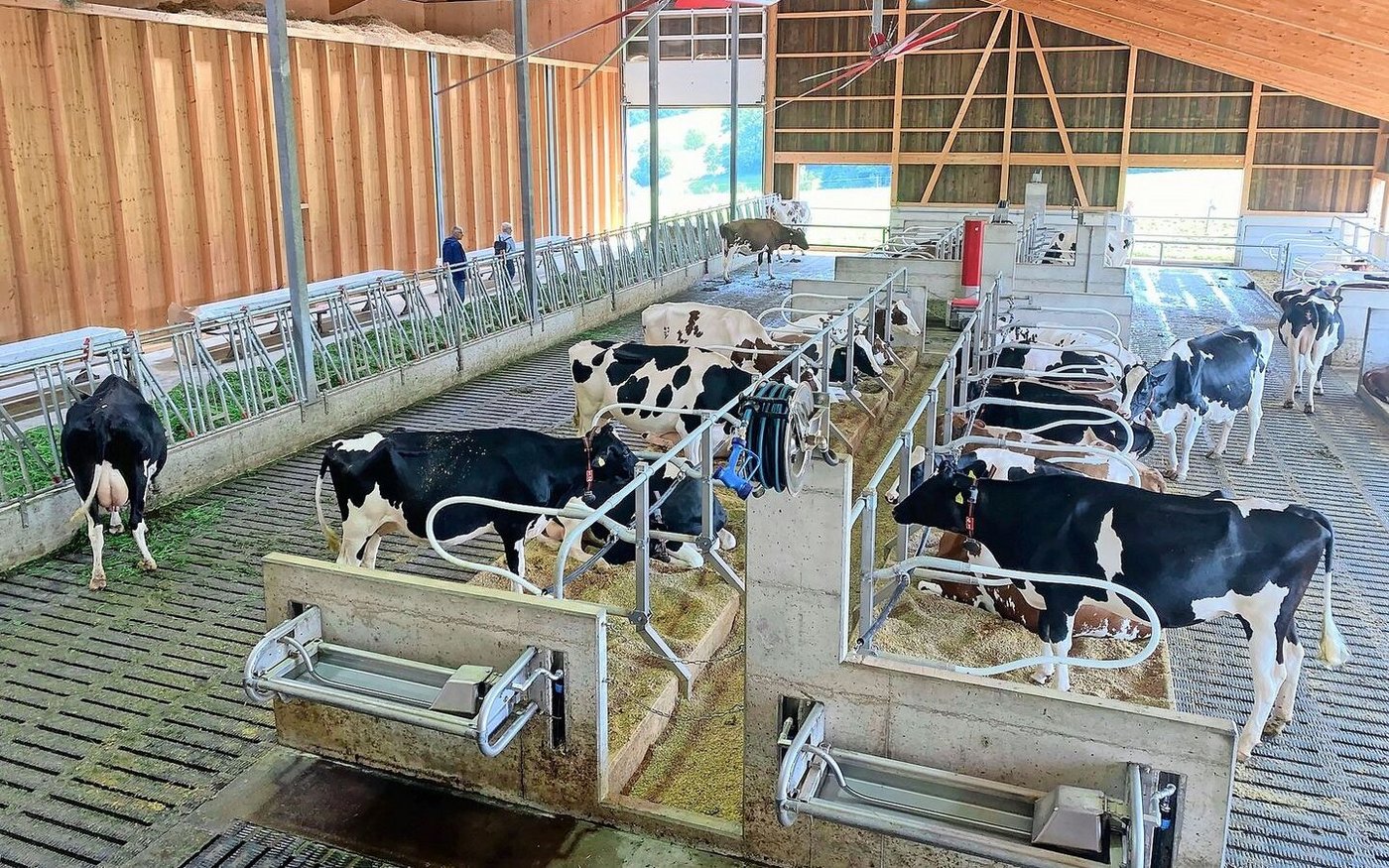 Im Stall mit viel Tierwohl stehen je zur Hälfte Holstein- und Red-Holstein-Kühe. 