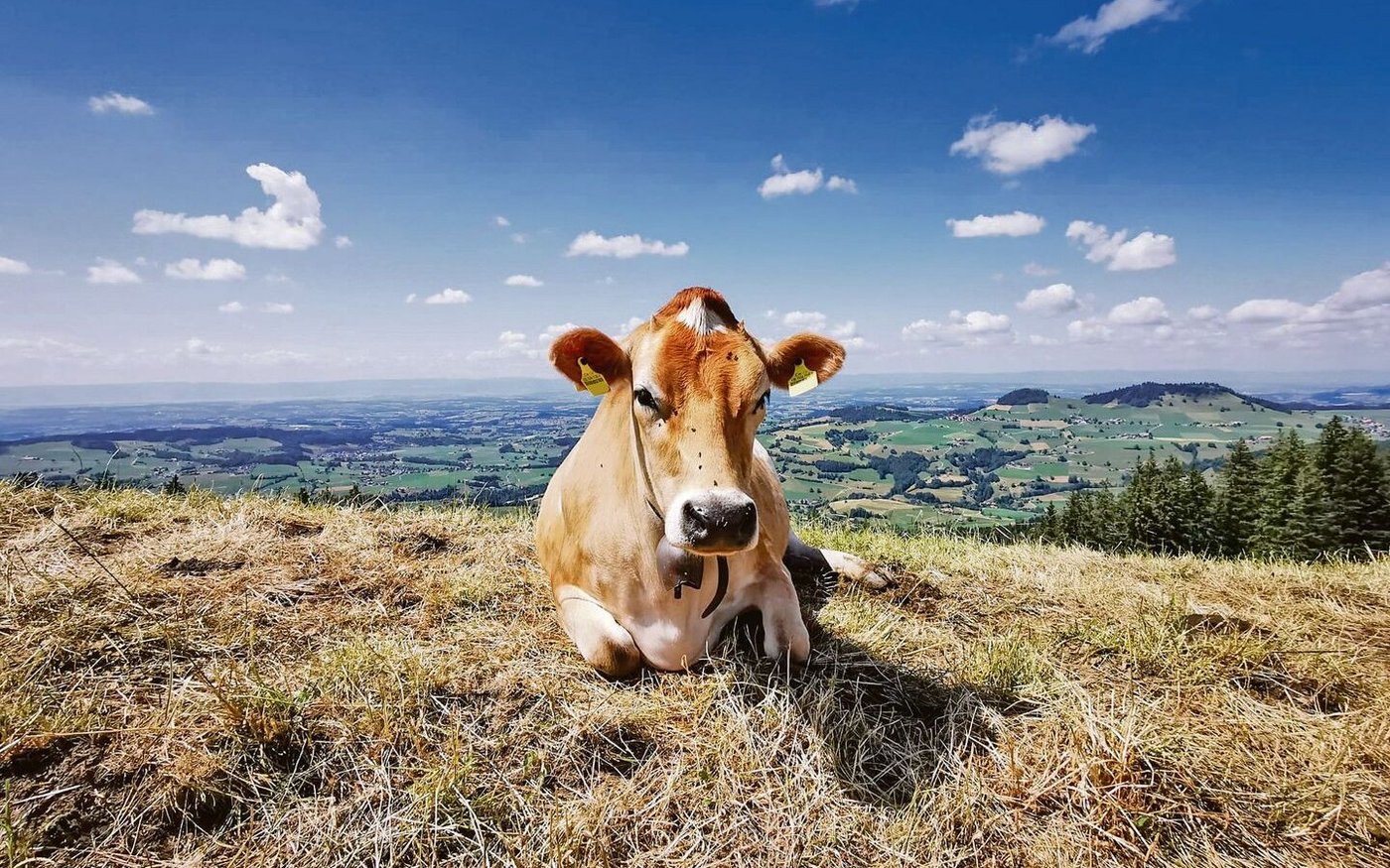 Die aktuell anhaltende Hitze setzt allen zu; Mensch, Tier und Natur haben mit den hohen Temperaturen zu kämpfen. Hitzestress und Futterknappheit beschäftigen die Viehhalter.