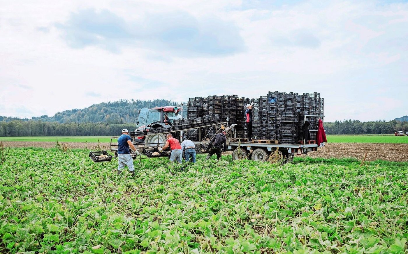 Der Hauptproduktionsbetrieb ist in Rafz ZH. Dort werden unter anderem Kürbisse und Spargeln angebaut, aber auch Getreide und Beeren.