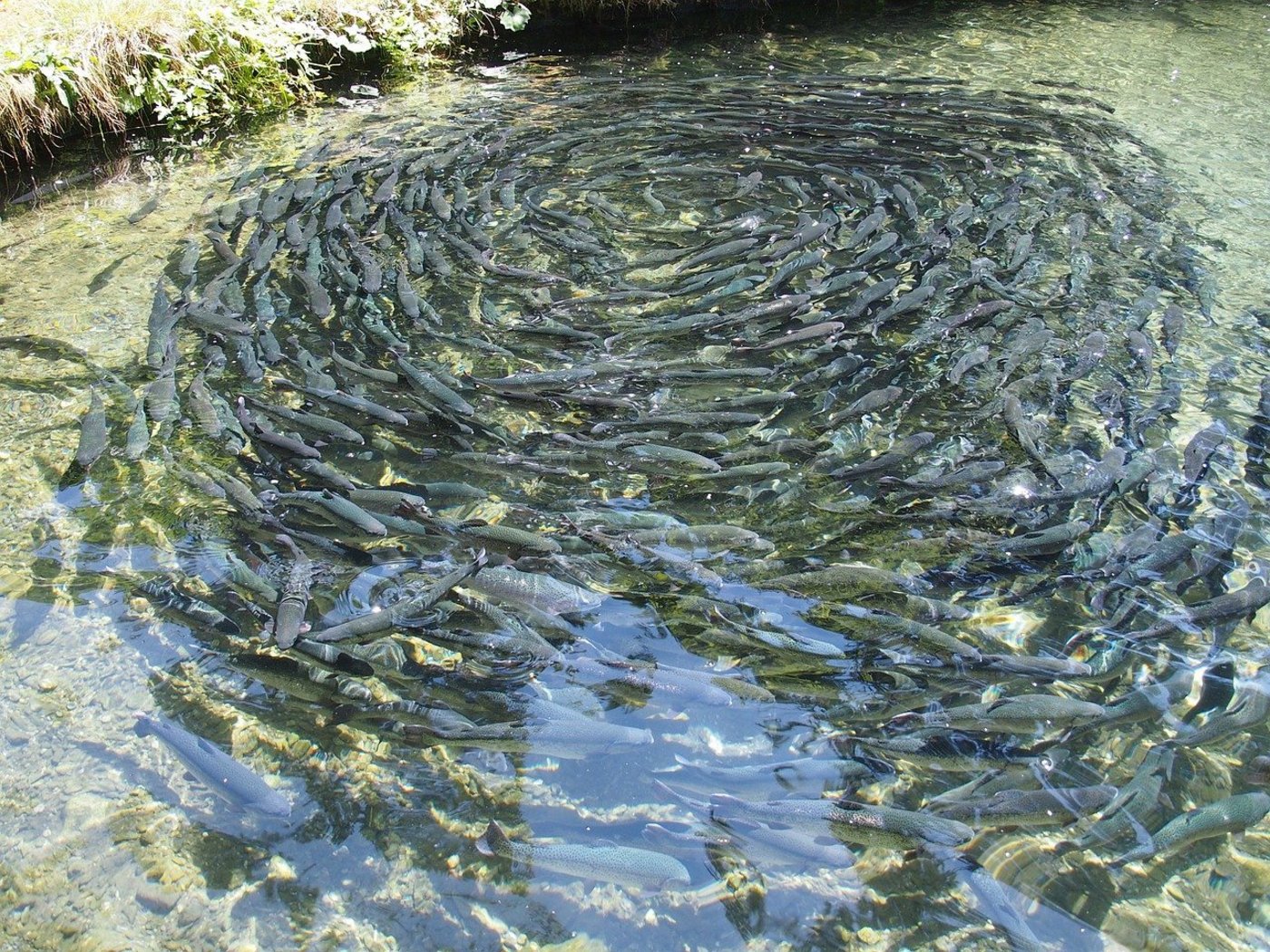 Forellenteich auf einer Fischfarm. (Symbolbild Pixabay)
