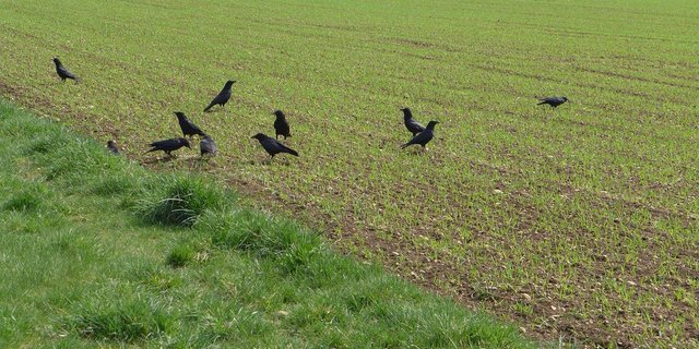 Das Aufhängen toter Krähen vertreibt die Vögel kaum. Auch Abschüsse sind nicht zielführend. (Bild Pixabay)