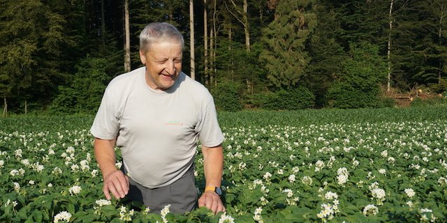 Hans Gränicher steht in seinem Kartoffelfeld. Er hat sie an sogenannten Wurzeltagen gesetzt. (Bilder BauZ)
