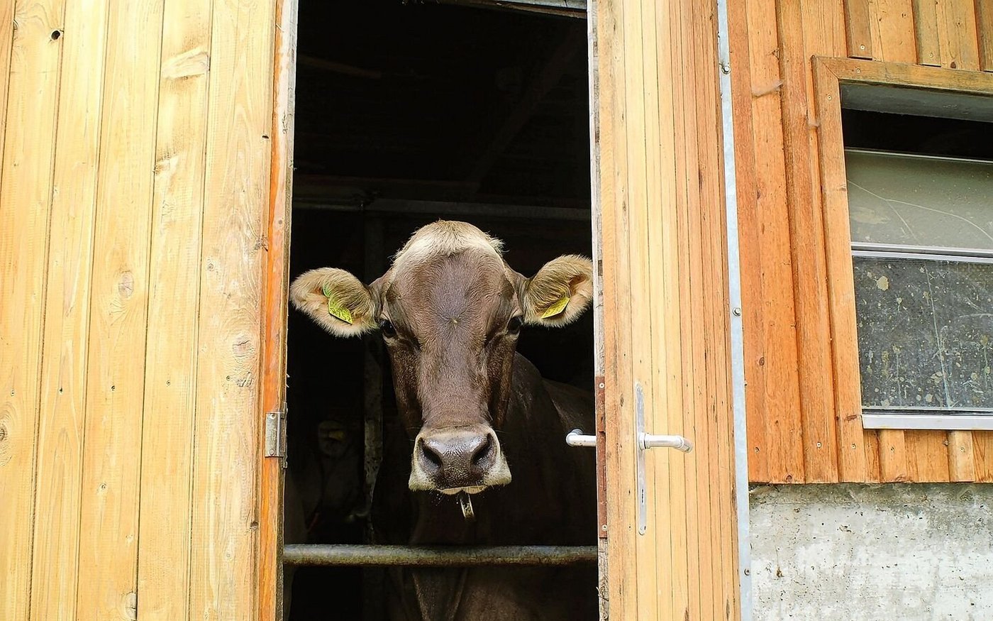 Die Befürchtung, die Bilateralen III könnten EU-Kontrolleure auf Schweizer Betriebe bringen, hält Igas-Geschäftsführer Christof Dietler für «billige Angstmacherei». Auch künftig werde keiner an hiesige Stalltüren klopfen.