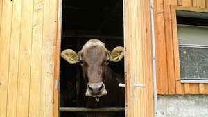 Die Befürchtung, die Bilateralen III könnten EU-Kontrolleure auf Schweizer Betriebe bringen, hält Igas-Geschäftsführer Christof Dietler für «billige Angstmacherei». Auch künftig werde keiner an hiesige Stalltüren klopfen.