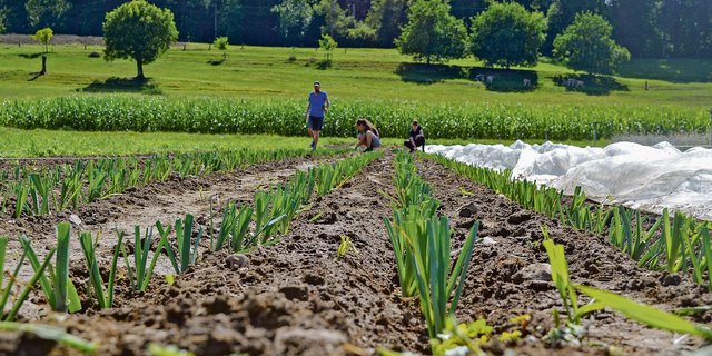 Bald sind wieder viele ausländische Helferinnen und Helfer auf den Schweizer Feldern anzutreffen, trotz Corona-Risiken. (Bild BauZ)