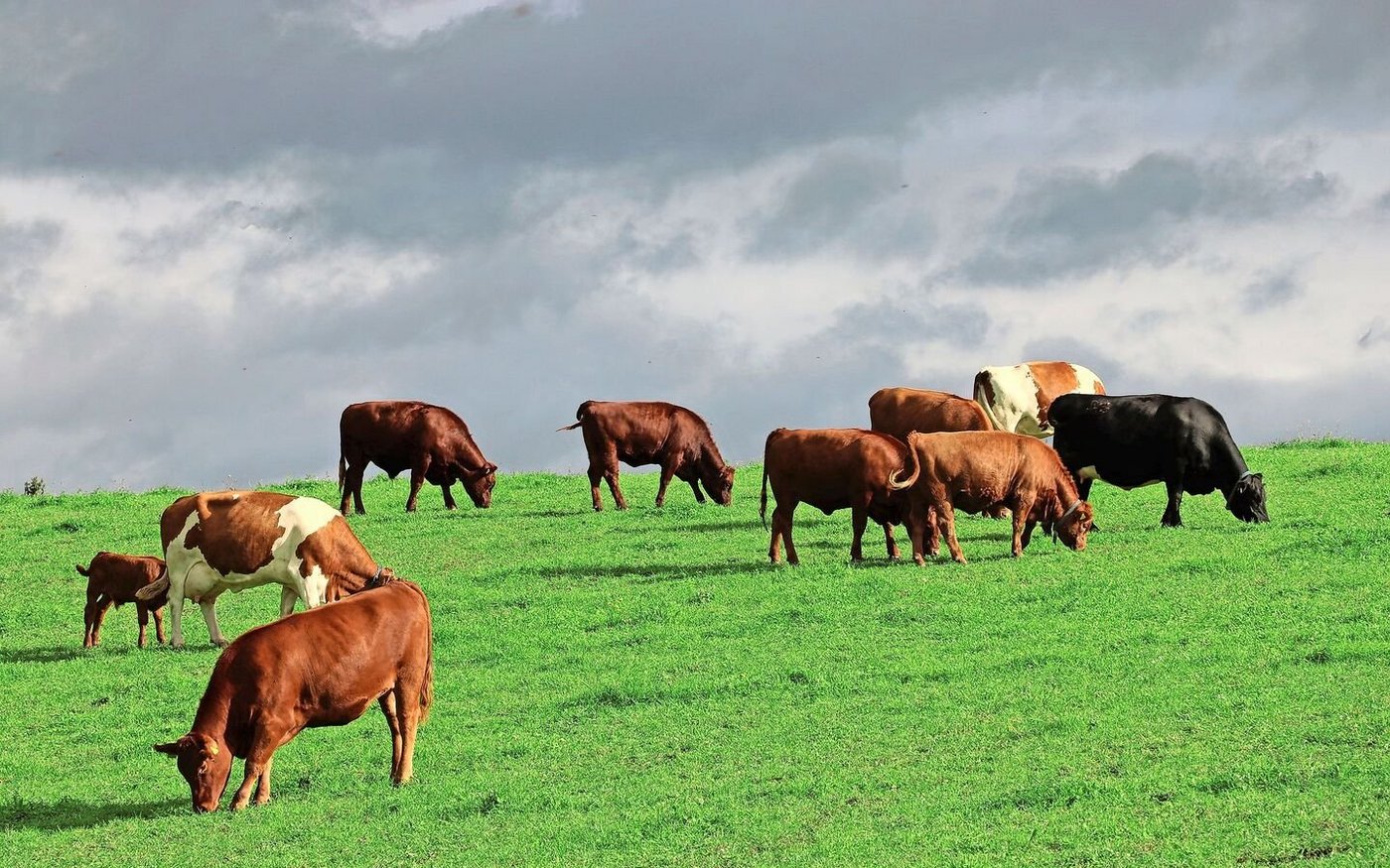 Mit den Mutterkühen für den Natura-Beef-Kanal werden Ökoflächen und Kunstwiesen genutzt.  